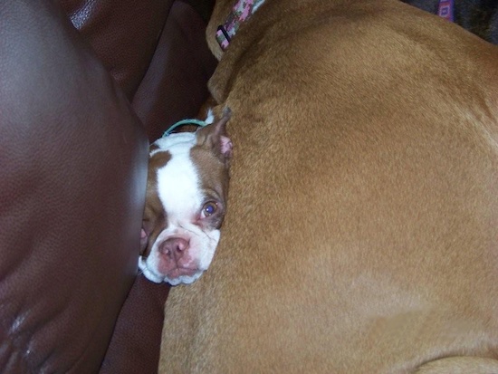 Close Up - A brown with white Boston Terrier is stuck behind a brown with white Boxer on a red leather couch