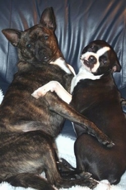 A black with white Pomston and a black with white Boston Terrier are cuddled together on a leather couch