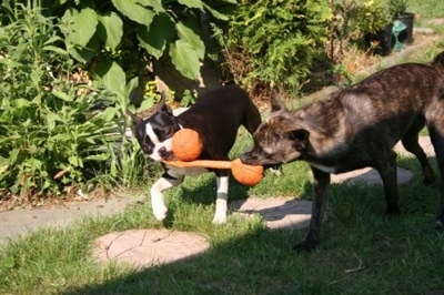 A black with white Boston Terrier and a black with white Pomston are having a tug-of-war over a ball toy that is in there mouths as they walk down a pathway