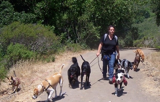 A lady in a black shirt is walking a pack of nine dogs down a path