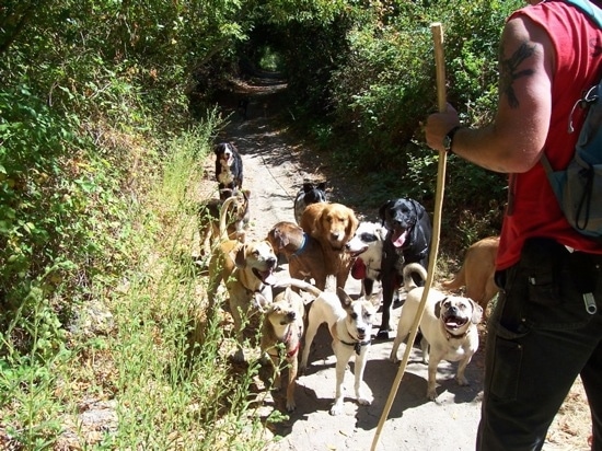 A man in a red shirt is holding a long stick. There is a pack of twelve dogs in front of the man on a path through the trees