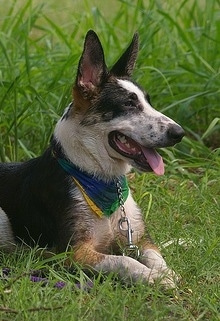 The upper half of a black, white and tan Panda Shepherd dog that is laying in grass looking to the right. It is wearing a colorful blue, yellow and green bandana. Its mouth is open and tongue is out.
