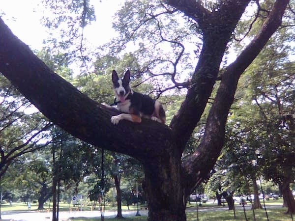 Side view - A black with white and tan Panda Shepherd is laying up high on the branch of a tree looking over the edge. Its mouth is open and its tongue is out.