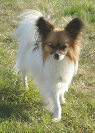 Front view - A perk-eared, white with red Papillon is standing in grass looking straight ahead. Its tail is curled up over its back.