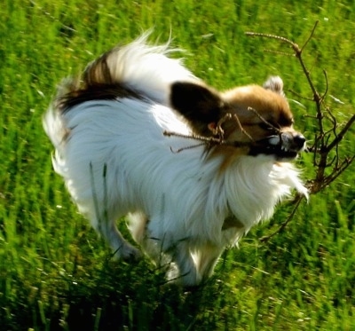 Side view action shot - A white with tan Papillon is running across grass with a stick in its mouth.