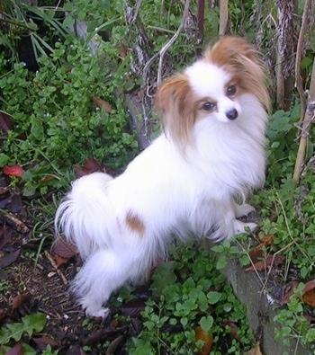 Side view - A white with red Papillon is standing up against a small brick wall dividing a garden looking at the camera.