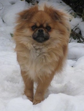 Front view - a fluffy tan with white, grey and black Peek-A-Pom is standing in snow and it is looking forward.