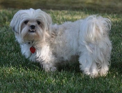 Side view - A long haired, white with grey Peke-A-Tese dog is standing outside in grass looking forward. The bottom row of its teeth are exposed do to a large underbite. Its tail has long hair on it and curls up over its back.