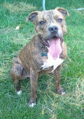 The front right side of a brindle with white Pit Bull Terrier that is sitting on a lawn with its mouth open and its long tongue is hanging out