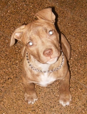 Topdown view of a brown Pit Bull Terrier puppy that is sitting on a floor and it is looking up.