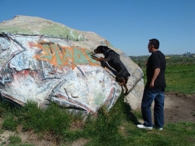 A black and tan with white Pitweiler is climbing up a large boulder-sized rock that has graffiti all over it.