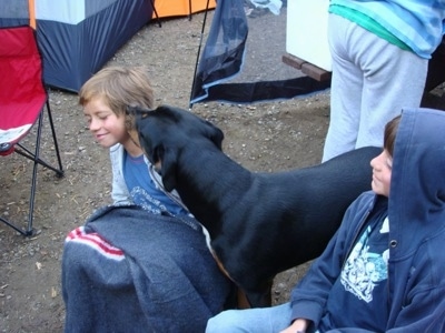 A black and tan with white Pitweler is standing in dirt surrounded by people, tents and fold out chairs. It is licking the face of a boy sitting next to it.