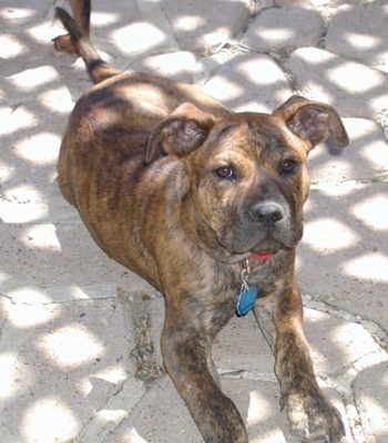 Front view - A brown brindle Pitweiler dog is laying on a stone porch looking up.