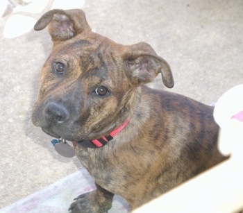 Head and upper body shot - A brown brindle Pitweiler dog is sitting on a porch in front of a person looking up at them.