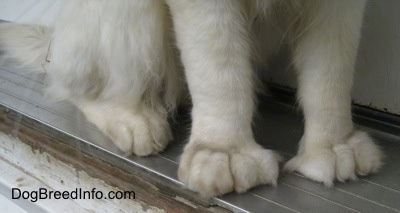 Close Up - Kung Fu Kitty the Polydactyl cat's huge, front paws in the doorway