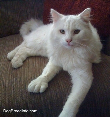 Kung Fu Kitty the white Polydactyl cat is laying on a brown couch and looking at the camera