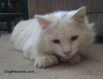 Kung Fu Kitty the white Polydactyl cat is laying down in front of a couch and looking at the floor