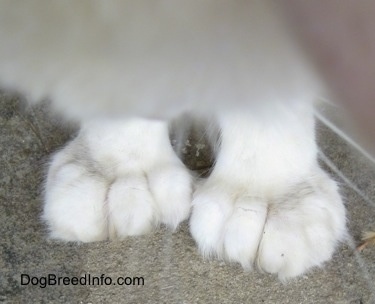 Close Up - Kung Fu Kitty the Polydactyl cat's huge, front paws and the bottom of his chest