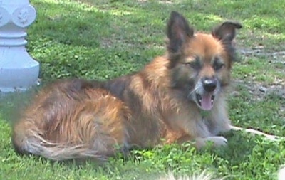 Side view - A brown with black Pomeranian is laying across grass and it is looking forward. Its mouth is open and its tongue is out.