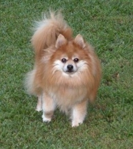 A tan with white fluffy Pomeranian is standing in a grass yard
