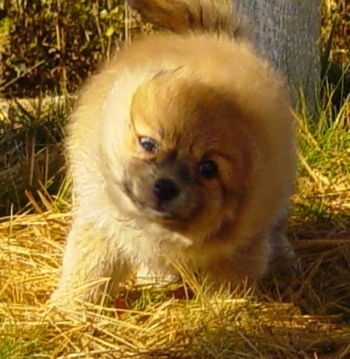 Front view action shot - An apricot Pomimo puppy is standing in grass and it is shaking itself dry.