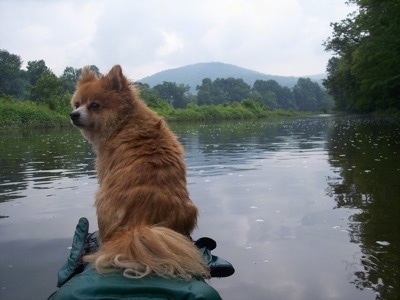 The back of an apricot Pomimo that is sitting at the end of a kayak and it is looking to the left. The Kayak is moving down a calm body of water.