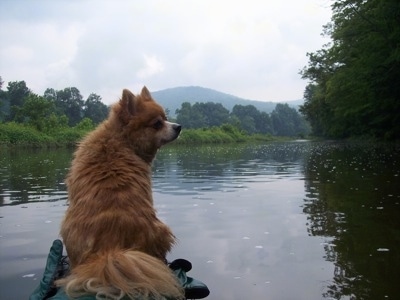 The back of an apricot Pomimo that is sitting at the end of a kayak and it is looking to the right. The Kayak is moving down a calm body of water.