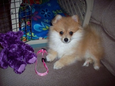 A tan with white Pomimo puppy is laying across a couch in front of an open crate and to the left of it is a shiny purple plush bear doll.