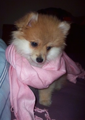 Close up front view - A tan with white Pomimo puppy is looking down and to the right. It is wearing a pink scarf. It has small ears.