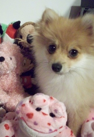 Close up front view - A tan with white Pomimo puppy is laying in a pile of pink plush dolls.