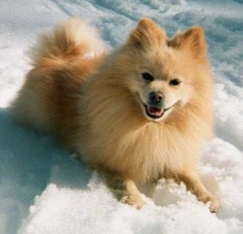 A fluffy, small perk eared, tan Pomimo dog is laying in snow and it is looking forward. Its mouth is open and it looks like it is smiling.