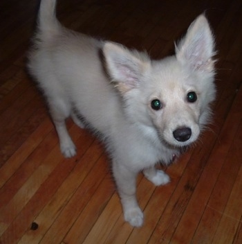 A tan Pomimo puppy is standing on a hardwood floor and it is looking up. Its head is slightly tilted to the left.