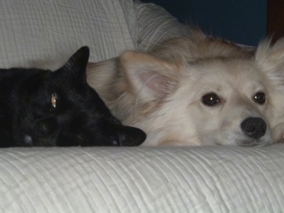 Close up front view - A tan Pomimo is laying down on a white couch next to a black cat that has one eye open.