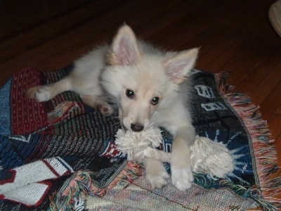 A tan Pomimo puppy is laying across a throw blanket that is on a hardwood floor with a white rope toy in between its front paws. It has perk ears and a foxy looking face.