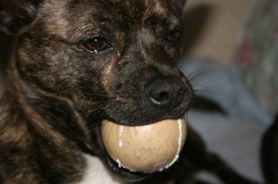 Close up side view head shot - A brindle with white Pomston dog has a tan ball in its mouth.
