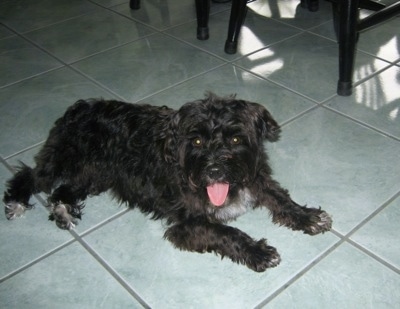 A wavy-coated, black with white Poolky dog is laying on a green tiled floor looking forward in front of black wooden table and chairs. Its mouth is open and tongue is out.