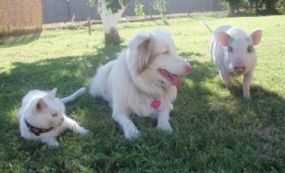 A pink pot bellied pig is standing outside in a yard next to an Australian Shepherd dog and a cat. 