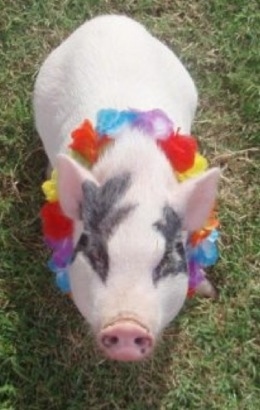 A pink and gray pot bellied pig is standing in grass and it is looking up. It is wearing a lai around its neck.