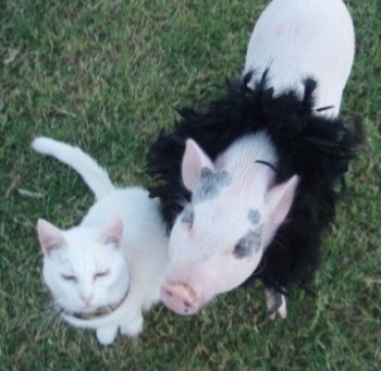 A pink and gray pot bellied pig is sitting in grass and it is wearing feathers around its neck. There is a cat sitting next to it and it is looking up.