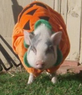 A pink with gray pot bellied pig dressed as a pumpkin standing outside in a yard.