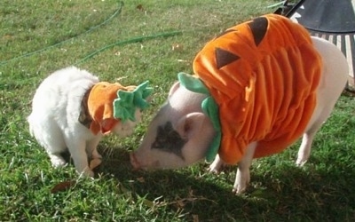 A pink pot bellied pig is standing in a yard with her cat friend. They are both dressed as pumpkins.