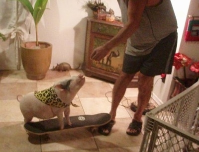 A pink pot bellied pig is standing on a skateboard and it is looking up at a person with their hand over its head.