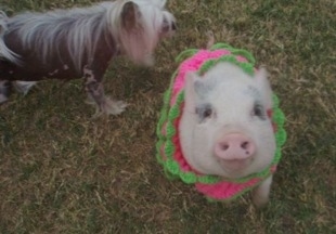 Front view - A pink pot bellied pig is sitting in a knit pink with green sweater and next to her is a Chinese Crested dog. 