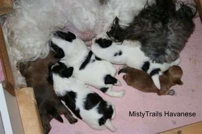 Preemie puppy with littermates and their mother 