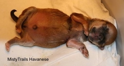 Close Up - Preemie Puppy sleeping on its back in an incubator