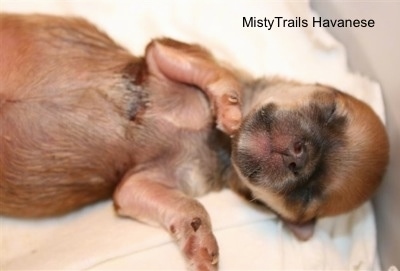 Close Up - Preemie Pup who is getting healthier