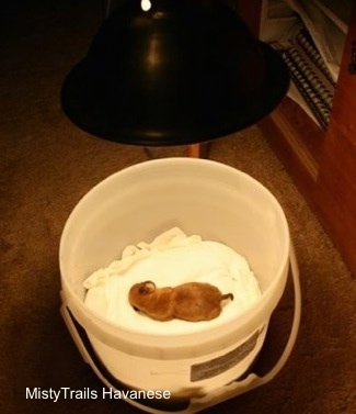 Preemie puppy in its incubator