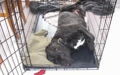 Paz the Presa Canario is sleeping in his dog crate