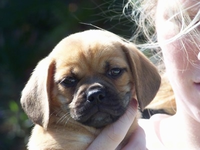A tan Puggle puppy is being held up in the air by a person.