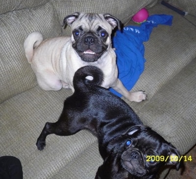 A tan Pug is sitting on a couch next to a blue shirt and a hot pink ball and in front of it is a black Pug. They both are looking up.